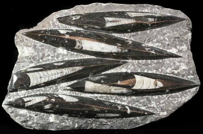 Polished Orthoceras (Cephalopod) Plate - #47997